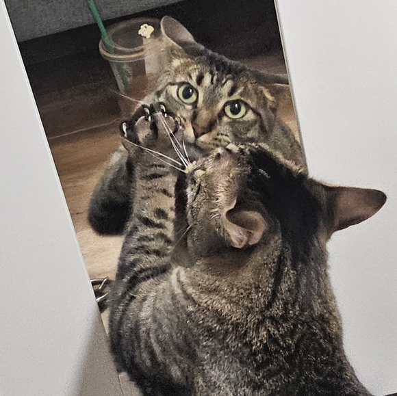 Meet your Posher, Kaleb - Picture 1 of 1